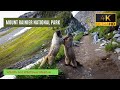 Mount Rainier National Park - Paradise Wildflower Meadow - Relaxing Nature Video