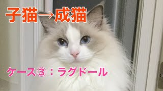 Ragdoll  Growth record from kitten to adult cat.