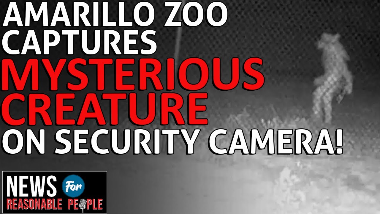 Mysterious Creature Caught On Video Outside Amarillo Zoo - YouTube