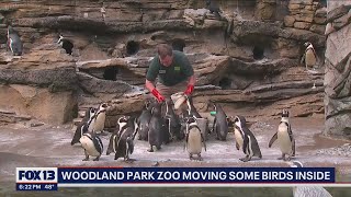 Woodland Park Zoo moving some birds inside due to bird flu concerns | FOX 13 Seattle