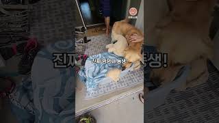 동생이 갖고 싶어 강아지 인형 데리고 다니던 멍멍이가 받은 깜짝 선물