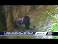 8 years since Harambe the gorilla shot, killed after child fell through barrier