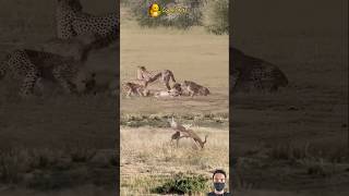 WOW!! PERTARUNGAN SENGIT KAWANAN CHEETAH VS RUSA #animals #shorts