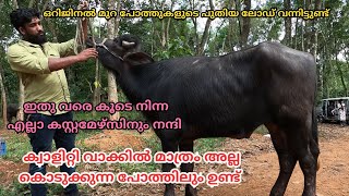 നല്ലയിനം പോത്തുകളെ വിശ്വസിച്ചു വാങ്ങാം|9656566223|ARJ Farm|Buffalo Farming Kerala