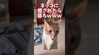 ネッコの動画で癒されたら寝ろｗｗｗ　#2ch #2chまとめ 動物スレ #2ch面白いスレ #動物 #犬 #猫 #癒やし #ねこ動画#ねこ