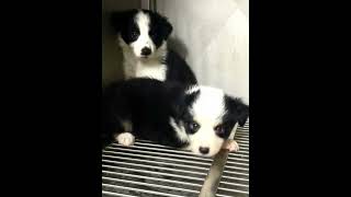 可爱，小小边境牧羊犬又来了 要新家 Border Collie puppy ready to home 0162126163  Selangor