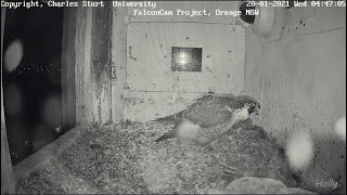 Feisty Izzi (2021.01.20) - Orange Australia Peregrines - FalconCam Project, CSU