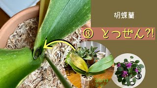 2021年6月27日　③ 胡蝶蘭【急変した株】　頂点に新葉🌱が出て来ました　小さい新根も2コ出ています　植えて2週間経過したので水やりします　ミニセントポーリア