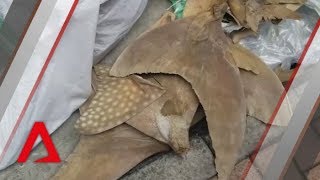 Shark fins found in SIA shipment to Hong Kong