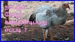 How to identify indigenous chicken  ?  நாட்டு கோழி கண்டுபிடிப்பது எப்படி  ?