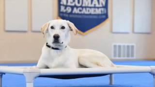 Chase (Labrador Retriever) Boot Camp Dog Training Demonstration