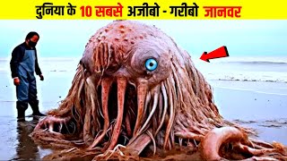 दुनिया के 10 सबसे अजीब जानवर || The Strangest Animals in the world