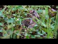 4k シマリスの引越し　chipmunk mother and children