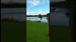 Eagle training to fly | Blair Drummond Safari and Adventure Park | Stirling Zoo UK @sammyakgaikwad