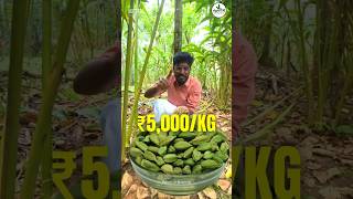 Elaichi / Cardamom Farming 🫒in Kerala 😱| ₹1,500/KG 🔥 | Agrotill | #farming #agriculture #shorts