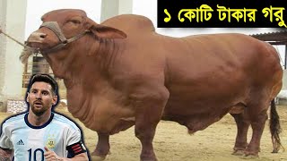 হাট কাঁপানো সেরা ৫টি গরু (পর্ব-০৭) | কোটি টাকার গরু | গরুর নাম মেসি | Science BD