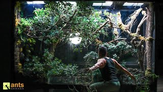 How I Stopped an ANT WAR in My Giant Rainforest Vivarium