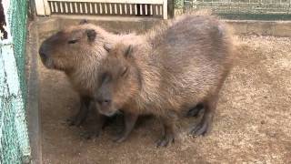 カピバラ　（池田動物園編）カピ子さんの愛情表現