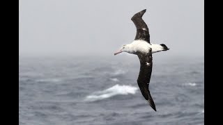 Tristan Albatrosses, at sea off Gough Island and Tristan da Cunha, April 2018