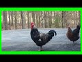 Loud Rooster Crowing Sound: Natural Alarm Clock