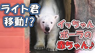 【最近のしろくま事情】ライトが札幌にお引越し‼赤ちゃんたちスクスク成長🐻‍❄️