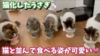 猫と並んでごはん🐰猫化したうさぎが可愛い❤️ 4猫とうさぎの生活　猫とうさぎ　うさぎと猫