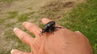 Huge BUG crawled on my hand!