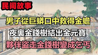 民間故事合集：男子從巨蟒口中救得金蟾夫婦，夜裏金錢樹結出金元寶，夥伴盜走金錢樹變成乞丐