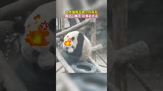 北京大熊猫萌玉被小鸟薅了一嘴毛，赶都赶不走#Shorts#youtubeshorts