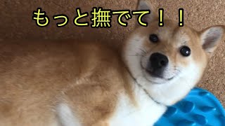 【柴犬のアピール】撫でるのをやめると「もっと撫でて！」と控え目に訴えかける柴犬