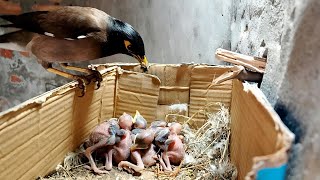 Myna bird babies are sleeping @birdswithme107