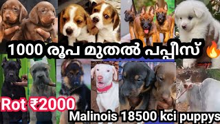 ₹ 1000 രൂപ മുതൽ പപ്പീസ് 🔥 Rottweiler ₹ 2000🔥Belgium Malinois withkci ₹18500🚨ഇത്ര വിലക്കുറവിലോ Pets🤔?