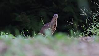 ミゾゴイ Japanese night heron