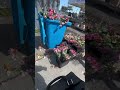 Roses from trash 😱🥰😊 #rose #trash #uk #fyp #fypシ #fypシ゚viral #viral #viralvideo #viralshorts