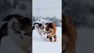 고양이는 눈을 좋아해 ❄️ Cats love snow!