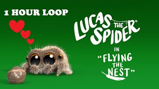 LUCAS THE SPIDER | FLYING IN THE NEST 1 HOUR LOOP