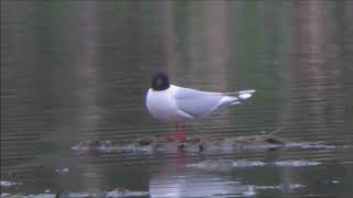 Little gull and Slavonian grebe. (Larus minutus/Hydrocoloeus minutus, podiceps auritus)