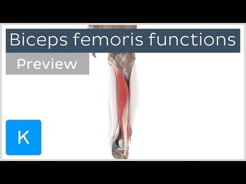 What does the term biceps tell us about the biceps femoris muscle?