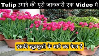 Tulip सबसे ख़ूबसूरत फूल कैसे उगाये , सबसे आसान तरीक़ा , पूरी जानकारी एक Video मे