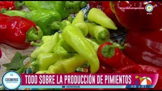 Todas las variedades de pimientos morrones