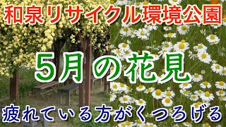 【4月24日撮影】5月の和泉リサイクル環境公園に行ってみた！【4K花見 / 音声修正済】