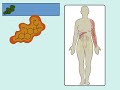 the estrogen receptor i hormonal mechanisms in the body