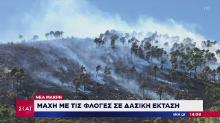 Ειδήσεις Μεσημβρινό Δελτίο | Πυρκαγιά σε δασική έκταση στη Νέα Μάκρη | 09/09/2020