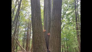 Forest bathing all'Oasi Zegna