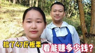 农村小夫妻上山捡板栗，遍地都是真过瘾，捡了47斤看能赚多少钱？