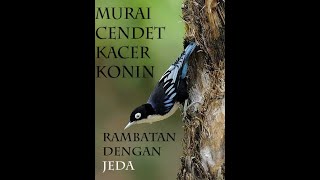 Suara Burung Rambatan Loreng Doraemon Full Gacor