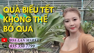 Quà Biếu Tết Không Nên Bỏ Qua-- | Hoa Lan Market - Vườn Lan Bá Ninh