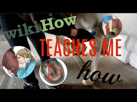 WikiHow Teaches Me How To Pick My Horse's Hoof | EquineCass WikiHow Teaches Me How To Pick My Horse's Hoof | EquineCass