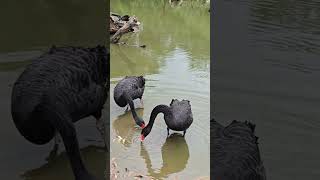 Black Swan in Australia! #aussielove