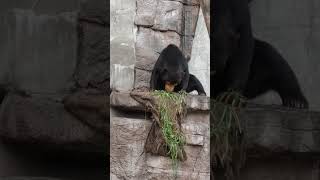 おはようございマーサ🧸青草まいう～w💞　2023年1月13日 #マレーグマ #天王寺動物園 #minnanotennojizoo